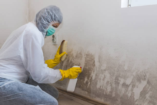 Best White Mold Remediation in Gosport, IN
