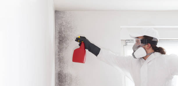 Best Post-Flood Mold Remediation in Gosport, IN